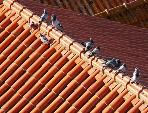 Dedetização de Pombos na Zona Leste